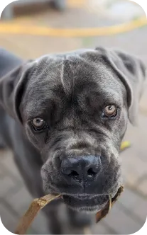Agnes, a dog, shows off the leaf she found in the garden.