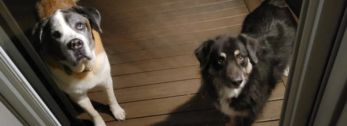 Frankie and Oscar, dogs, excitedly await a walk.