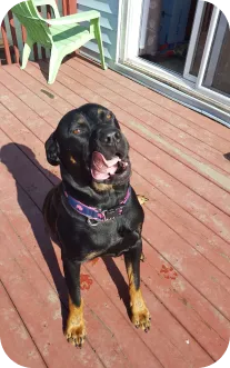 Rocco, a dog, playflully licks his chops on the patio outside.